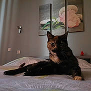 Minette a rejoint le concours — aidez-le/la à gagner de superbes lots ! cat, tortoiseshell_cat, bed, indoor, flower_painting, triptych, wall_art, relaxed, pet, animal, feline, whiskers, paws, fur, home, cozy, domestic, room, furniture, lighting