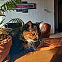 Minette participe au concours pour gagner de l'argent avec cette photo : cat, tortoiseshell_cat, plant, pot, pebbles, wooden_surface, indoor, leather_chair, sunlight, shadow, wall_art, textured_wall, ceiling_fan, home, furniture, whiskers, pet, calm, cozy, window_light