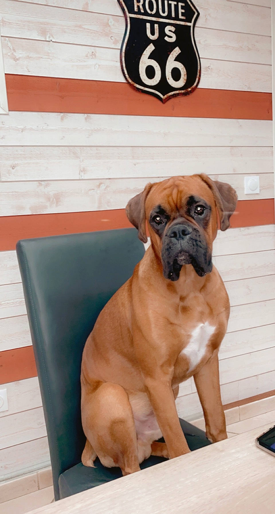 Ricci participe au concours pour gagner de l'argent avec cette photo : ancient_dog_breeds, art, boxer, canidae, carnivore, companion_dog, dog, dog_breed, dog_supply, fawn, giant_dog_breed, logo, molosser, non_sporting_group, plant, snout, sporting_group, working_animal, working_dog, wrinkle