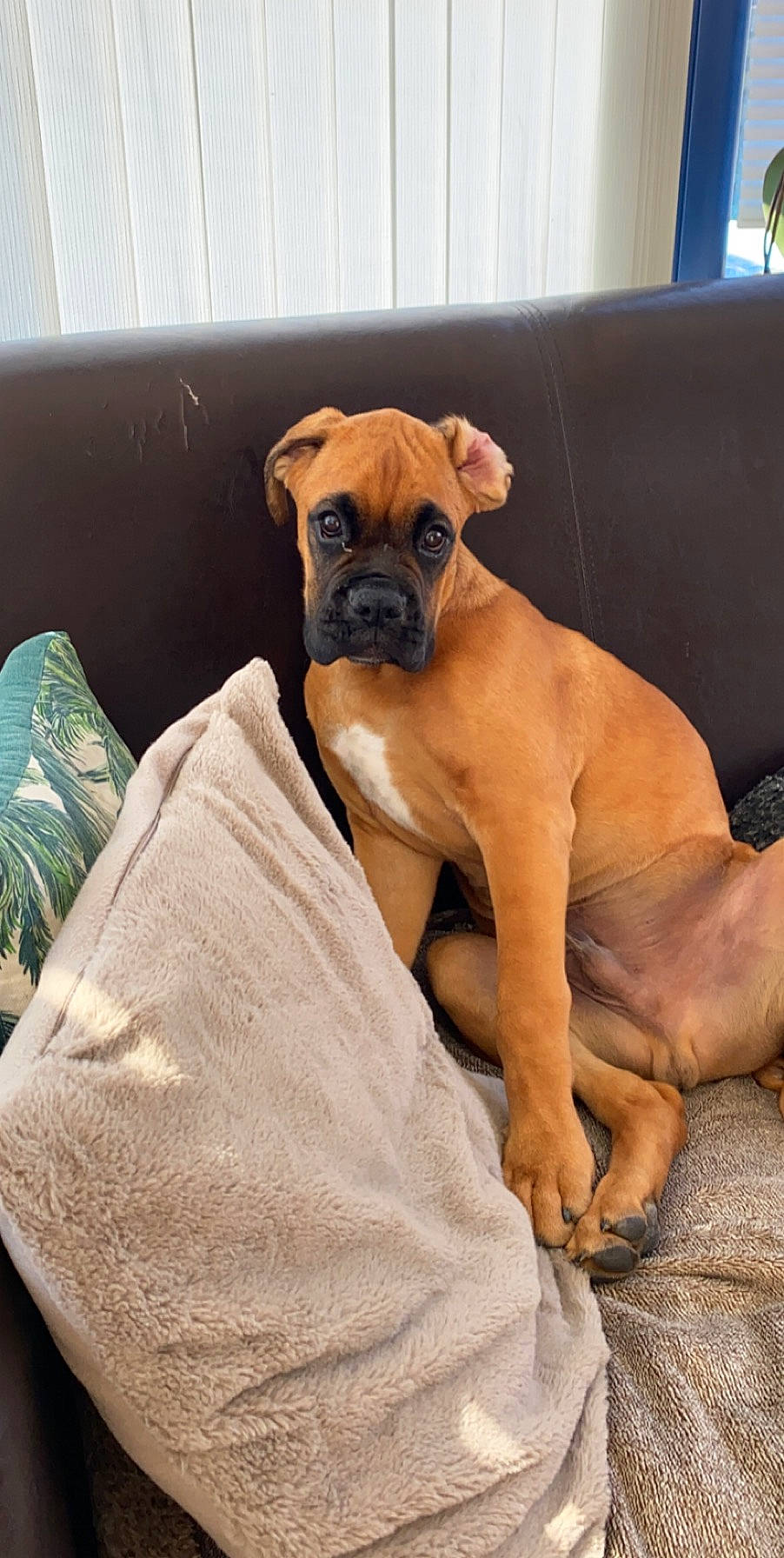 Ricci participe au concours pour gagner de l'argent avec cette photo : boerboel, boxer, bullmastiff, canidae, carnivore, companion_dog, dog, dog_breed, fawn, mammal, molosser, perro_de_presa_mallorquin, puggle, puppy, rare_breed_dog, skin, snout, vertebrate, working_dog, wrinkle