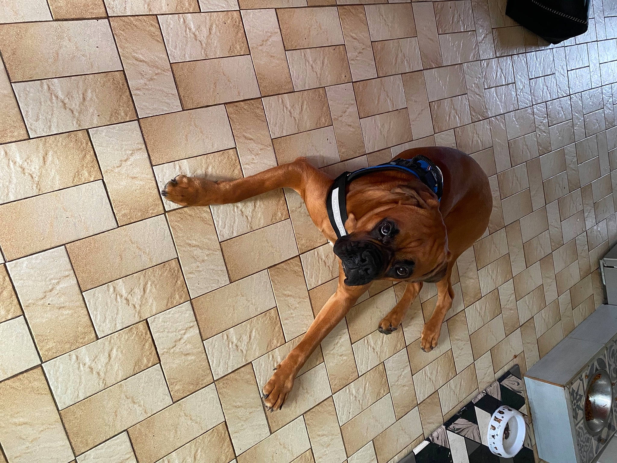 Ricci participe au concours pour gagner de l'argent avec cette photo : barechested, brick, brickwork, cobblestone, composite_material, elbow, floor, flooring, fun, hardwood, human_leg, knee, leisure, pattern, shadow, thigh, waist, wall, water, wood