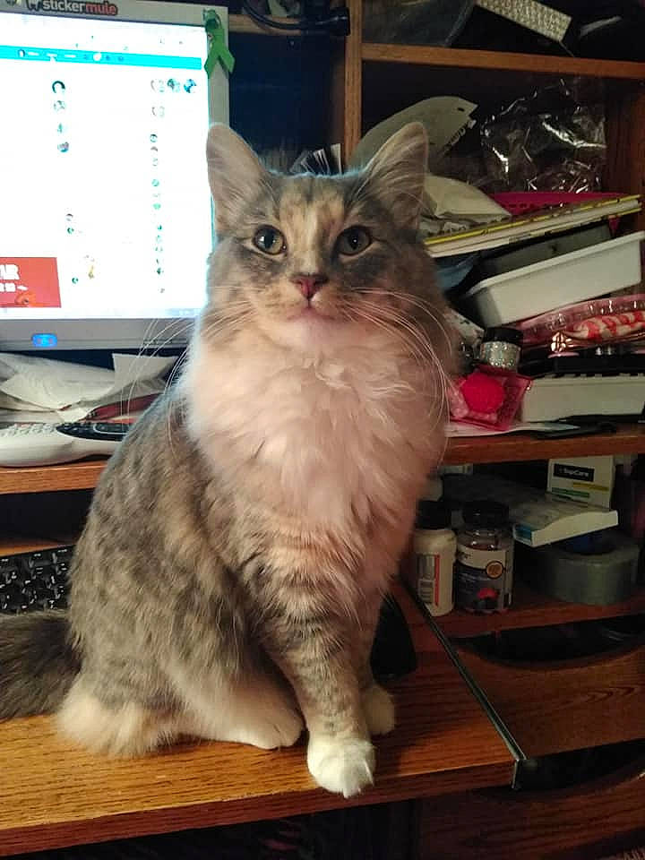 Punkin' is registered to the contest to win money with this photo: asian, asian_semi_longhair, carnivore, cat, domestic_long_haired_cat, domestic_short_haired_cat, european_shorthair, felidae, kitten, mammal, small_to_medium_sized_cats, vertebrate, whiskers