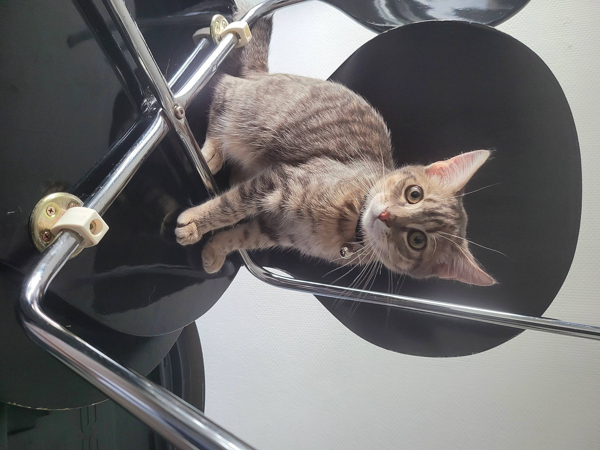 Simba S a rejoint le concours — aidez-le/la à gagner de superbes lots ! auto_part, automotive_exterior, automotive_window_part, bicycle_handlebar, carnivore, cat, claw, comfort, domestic_short_haired_cat, felidae, fur, metal, paw, plant, small_to_medium_sized_cats, tail, whiskers, window, windshield, wire