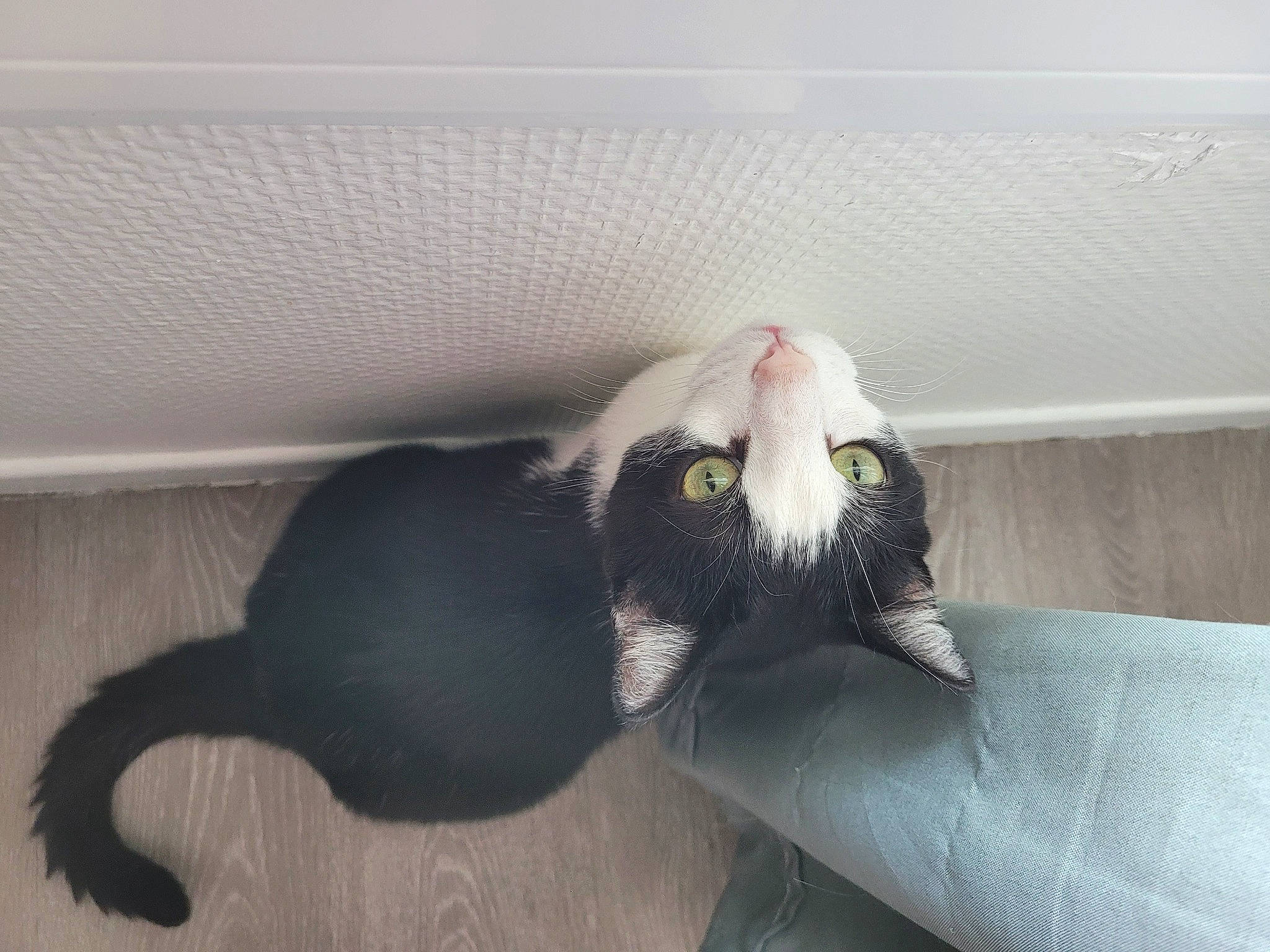 Niro a rejoint le concours — aidez-le/la à gagner de superbes lots ! black_cat, carnivore, cat, claw, comfort, couch, dog_breed, domestic_short_haired_cat, felidae, flooring, fur, grey, hardwood, paw, room, small_to_medium_sized_cats, tail, terrestrial_animal, whiskers