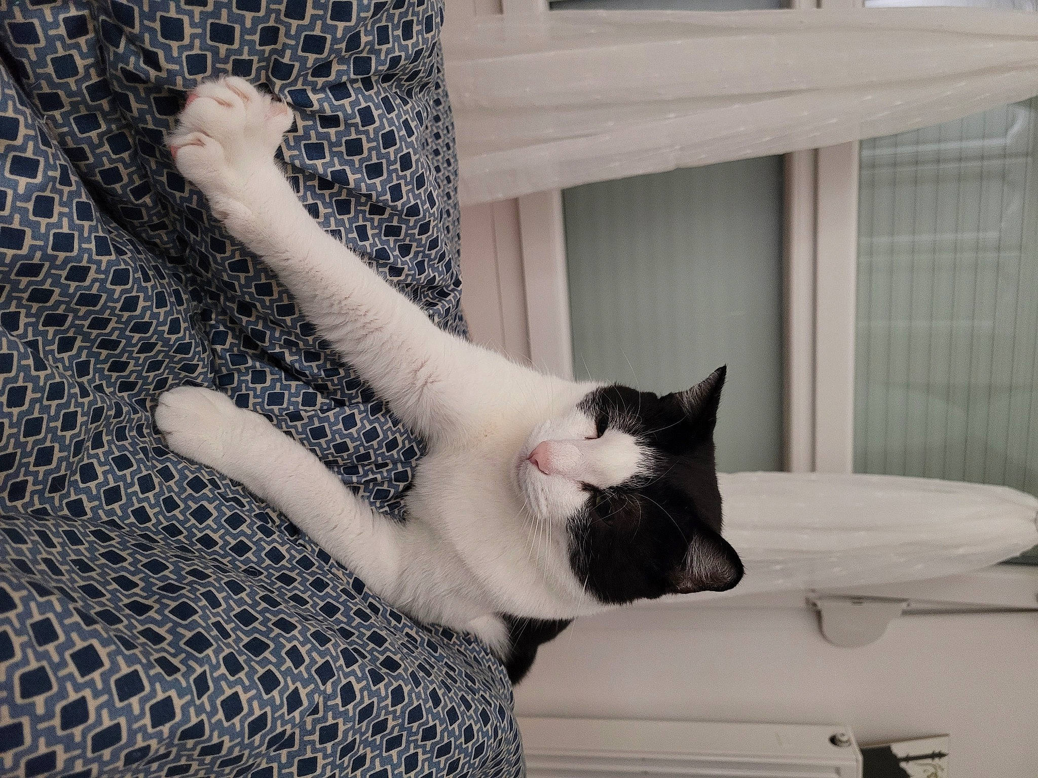 Niro a rejoint le concours — aidez-le/la à gagner de superbes lots ! carnivore, cat, comfort, domestic_short_haired_cat, felidae, fur, grey, human_leg, linens, monochrome_photography, pattern, paw, small_to_medium_sized_cats, tail, whiskers, window, window_covering, wood, wool, woven_fabric