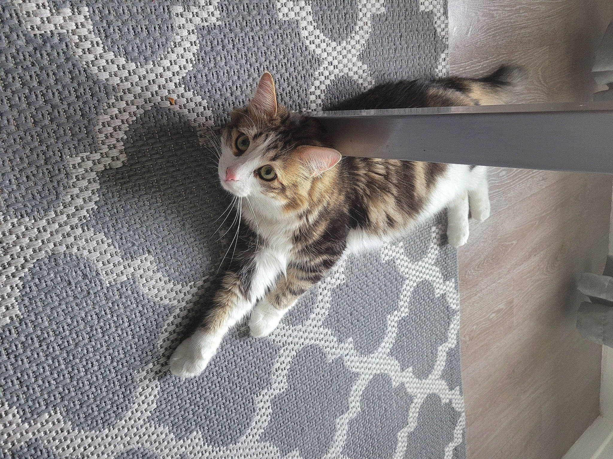 Baki a rejoint le concours — aidez-le/la à gagner de superbes lots ! animal_shelter, carnivore, cat, claw, comfort, domestic_short_haired_cat, fawn, felidae, flooring, fur, grey, hardwood, linens, paw, small_to_medium_sized_cats, snout, tail, terrestrial_animal, whiskers, wood