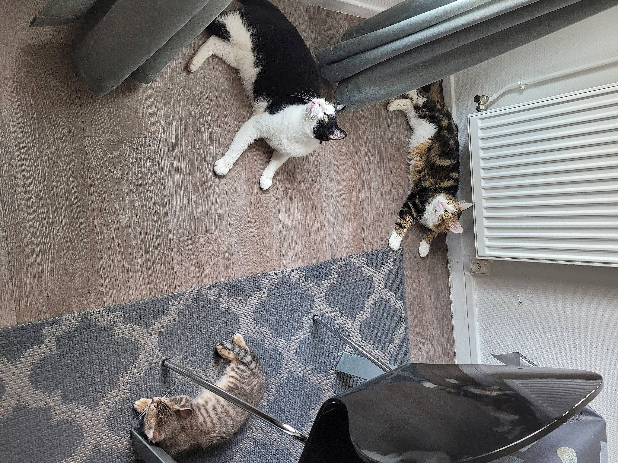 Niro Et Baki Et Simba