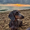 dog, dachshund, beach, sunset, ocean, seashore, sand, clouds, sky, waves, outdoors, animal, pet, sitting, profile, long_body, short_legs, floppy_ears, scenic, portrait