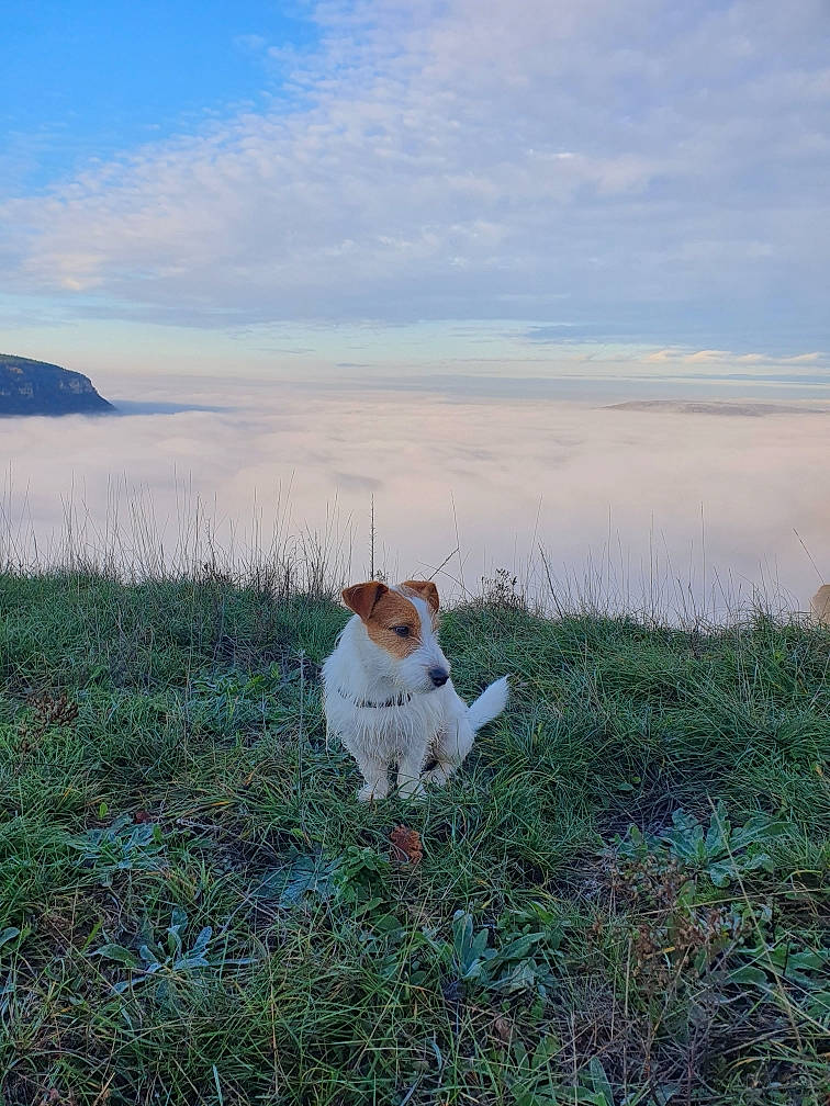 Dexter participe au concours pour gagner de l'argent avec cette photo : carnivore, cloud, companion_dog, dog, dog_breed, fawn, grass, grassland, horizon, lake, landscape, natural_landscape, pasture, plant, prairie, seabird, sky, sporting_group, tail, water