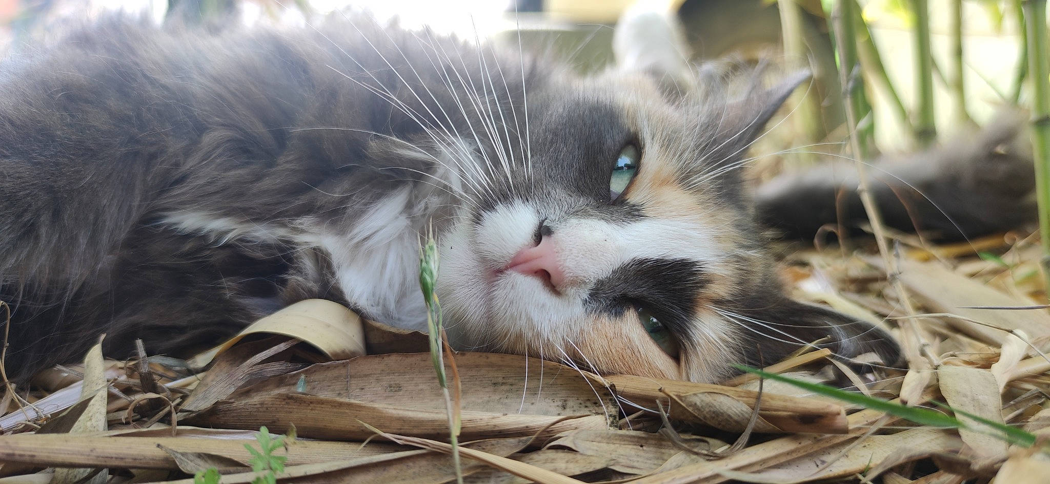 Elfy participe au concours pour gagner de l'argent avec cette photo : carnivore, cat, claw, domestic_short_haired_cat, eye, felidae, fur, grass, nap, paw, plant, small_to_medium_sized_cats, tail, terrestrial_animal, tree, twig, whiskers, wildlife