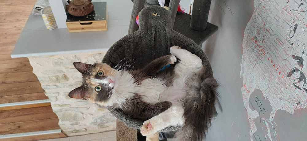 Elfy a rejoint le concours — aidez-le/la à gagner de superbes lots ! box, carnivore, cat, claw, collar, domestic_short_haired_cat, fawn, felidae, fur, grey, paw, small_to_medium_sized_cats, snout, tail, thai, whiskers