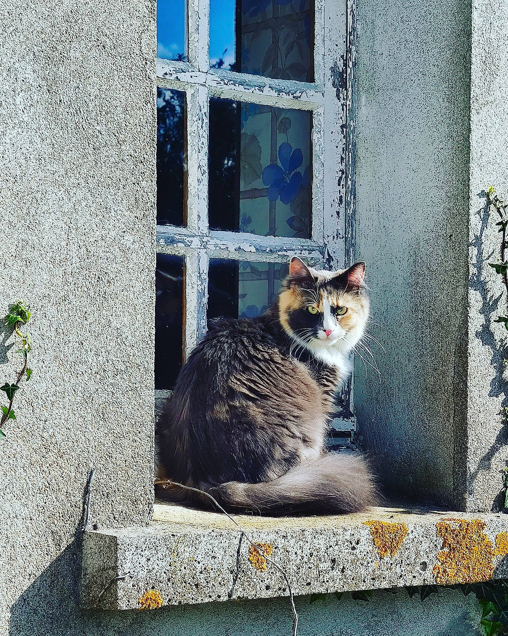 Elfy participe au concours pour gagner de l'argent avec cette photo : art, brick, carnivore, cat, domestic_short_haired_cat, door, facade, felidae, glass, grey, rectangle, road_surface, small_to_medium_sized_cats, snout, tail, tints_and_shades, wall, whiskers, window, wood