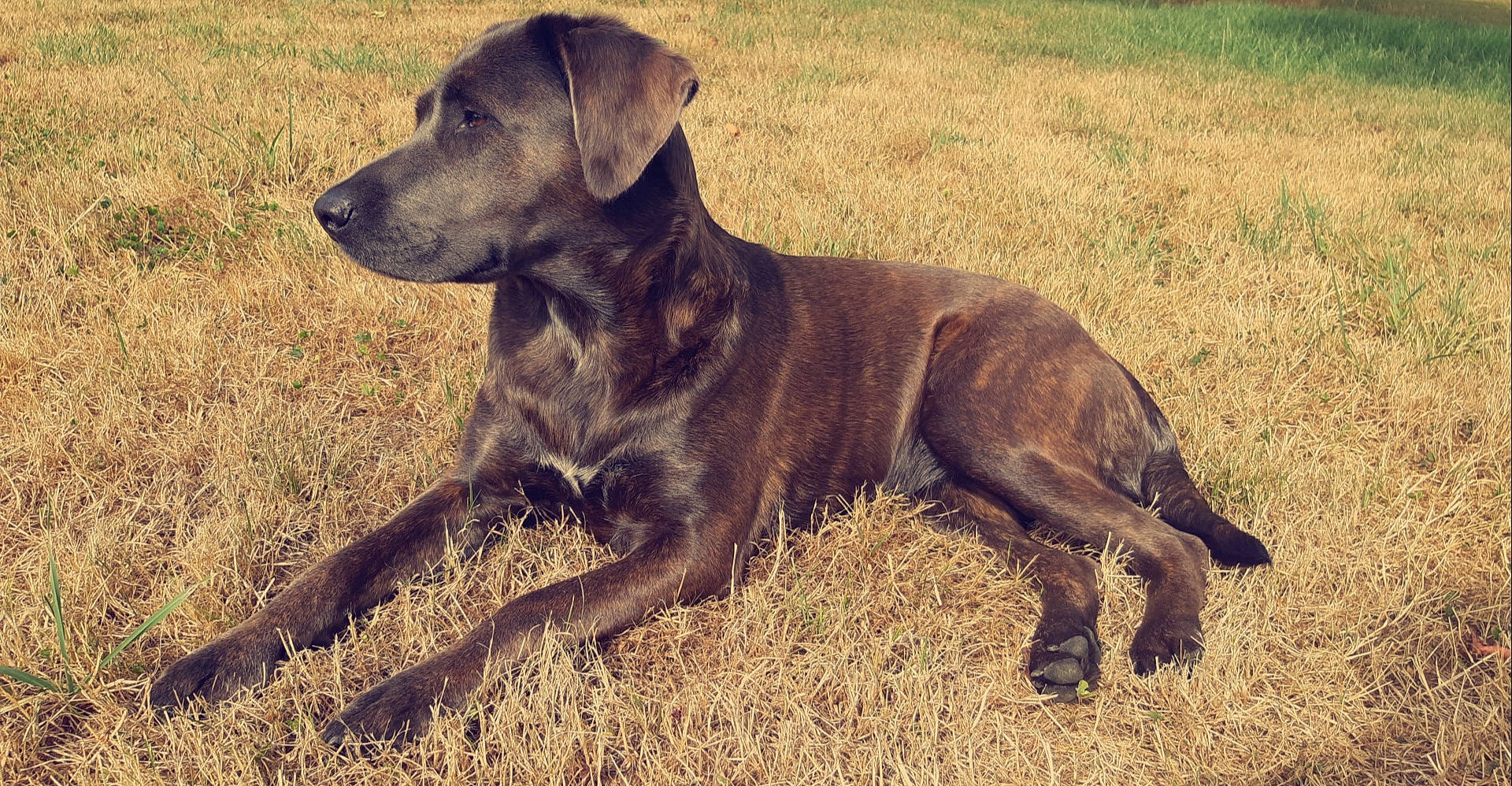 Naska participe au concours pour gagner de l'argent avec cette photo : canidae, carnivore, dog, dog_breed, hunting_dog, mammal, mountain_cur, patterdale_terrier, plott_hound, rare_breed_dog, sporting_group, vertebrate