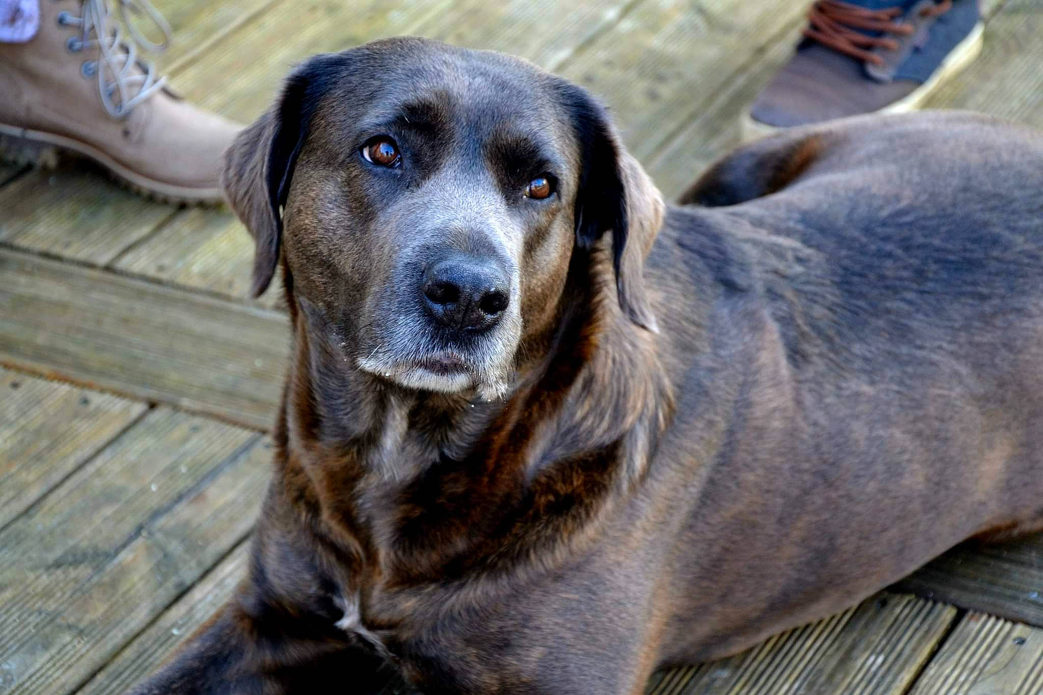 Naska a rejoint le concours — aidez-le/la à gagner de superbes lots ! canidae, carnivore, companion_dog, dog, dog_breed, fawn, fur, guard_dog, hunting_dog, natural_material, snout, sporting_group, terrestrial_animal, whiskers, working_animal, working_dog