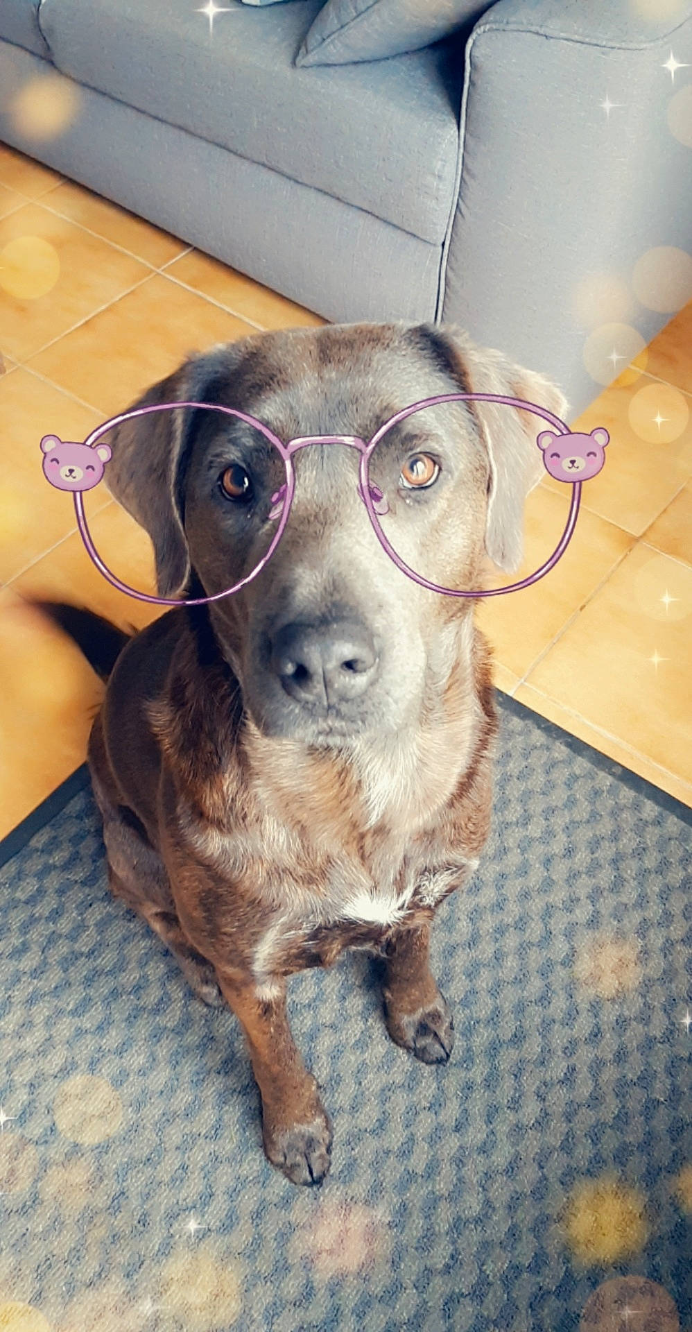 Naska participe au concours pour gagner de l'argent avec cette photo : canidae, carnivore, dog, dog_breed, ear, eye, fawn, nose, patterdale_terrier, potcake_dog, puppy, snout, sporting_group, whiskers