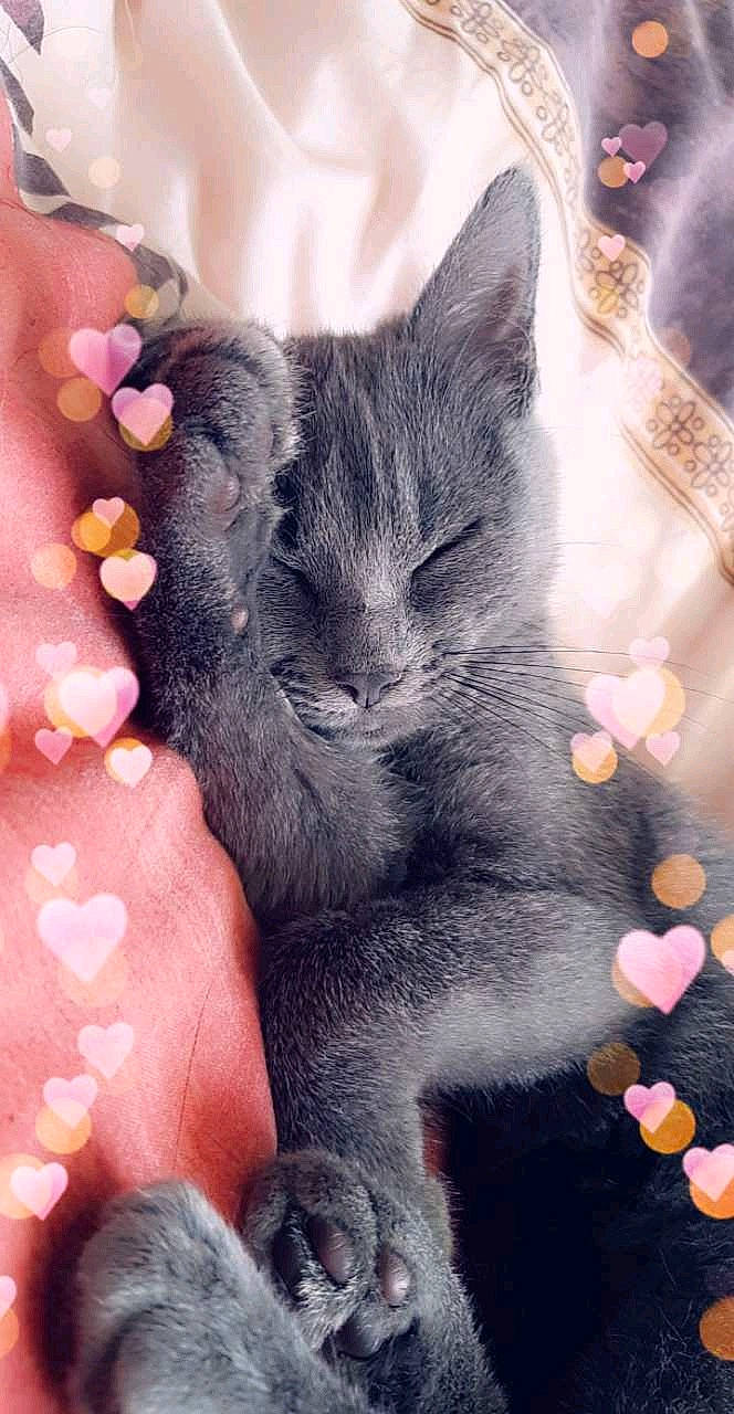 Chatouille participe au concours pour gagner de l'argent avec cette photo : black_cat, carnivore, cat, chartreux, claw, domestic_short_haired_cat, ear, felidae, fur, hand, kitten, korat, nail, nebelung, paw, polydactyl_cat, russian_blue, small_to_medium_sized_cats, snout, whiskers