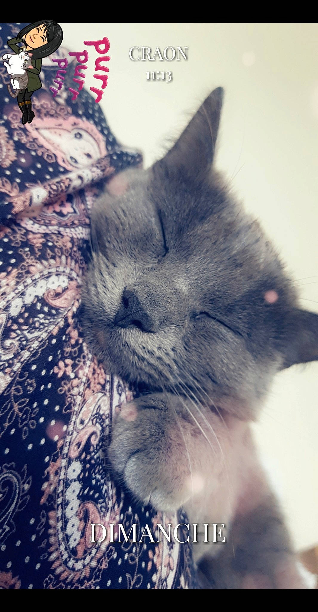 Chatouille a rejoint le concours — aidez-le/la à gagner de superbes lots ! asian, british_shorthair, carnivore, cat, chartreux, domestic_short_haired_cat, european_shorthair, felidae, fur, kitten, nebelung, nose, photo_caption, sky, small_to_medium_sized_cats, snout, whiskers