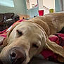 Dixie joined the competition — help win amazing prizes! dog, labrador, sleeping, couch, blanket, indoor, pet, close_up, resting, canine, living_room, furniture, relaxed, domestic_animal, mammal, animal, cute, cozy, head, fur