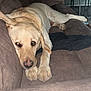 Dixie is registered to the contest to win money with this photo: dog, labrador, pet, indoor, couch, brown_furniture, canine, relaxed, lying_down, domestic_animal, face, paw, fur, animal, companion, looking_at_camera, resting, home, cute, mammal