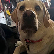 Dixie is registered to the contest to win money with this photo: dog, labrador_retriever, pet, indoor, close_up, collar, canine, animal, furniture, living_room, blurred_background, household_items, couch, relaxed, mammal, companion, domestic, cute, portrait, looking
