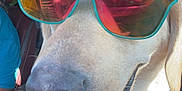 Dixie is registered to the contest to win money with this photo: dog, sunglasses, tongue_out, car_interior, reflection, close_up, pet, canine, happy, seat, collar, light, shadow, human_hand, vehicle, window, bright, summer, fun, portrait