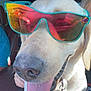 dog, sunglasses, tongue_out, car_interior, reflection, close_up, pet, canine, happy, seat, collar, light, shadow, human_hand, vehicle, window, bright, summer, fun, portrait