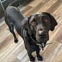 dog, black_labrador, canine, pet, indoor, wooden_floor, kitchen, flooring, collar, brown_eyes, standing, looking_up, curious, animal, companion, domestic, ears, tail, snout, fur