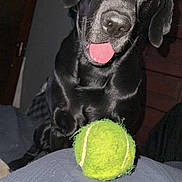 Diesel is registered to the contest to win money with this photo: dog, black_dog, pet, animal, indoor, tennis_ball, playful, tongue_out, curious, close_up, flash_photo, shiny_coat, furniture, bed, blanket, canine, companion, domestic_animal, cute, waiting
