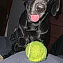 dog, black_dog, pet, animal, indoor, tennis_ball, playful, tongue_out, curious, close_up, flash_photo, shiny_coat, furniture, bed, blanket, canine, companion, domestic_animal, cute, waiting