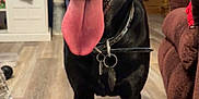 Diesel joined the competition — help win amazing prizes! dog, black_dog, tongue_out, indoor, living_room, wooden_floor, couch, cabinet, television, collar, pet, canine, happy, playful, flooring, home, furniture, domestic_animal, animal, mammal