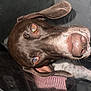 Banjo is registered to the contest to win money with this photo: dog, brown_dog, cone, protective_collar, close_up, pet, animal, ears, fur, nose, whiskers, curious, indoor, reflection, veterinary, injury, healing, portrait, looking_up, canine