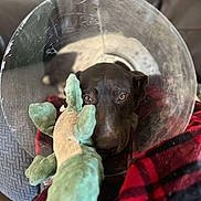 Banjo joined the competition — help win amazing prizes! dog, cone, plush_toy, alligator_toy, blanket, couch, pet, animal, indoor, resting, soft_toy, brown_dog, comfort, recovery, closeup, face, eyes, fur, home, cozy
