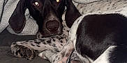 Banjo is registered to the contest to win money with this photo: animal, bed, black_and_white, blanket, comfort, cozy, cute, dog, ears, face, fur, indoor, looking, lying_down, paw, pet, resting, sleepy, soft, spotted