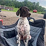 Banjo joined the competition — help win amazing prizes! animal, camping_chair, clouds, daytime, dog, gravel, leisure, looking_away, nature, outdoor, parked_car, pet, recreation, relaxation, sitting, sky, spotted_dog, trees, vacation, vehicle