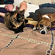 Logan joined the competition — help win amazing prizes! adult, animal, bed, bedroom, blanket, canine, cat, couch, cushion, dog, face, furniture, head, homedecor, indoors, male, man, person, pet, room