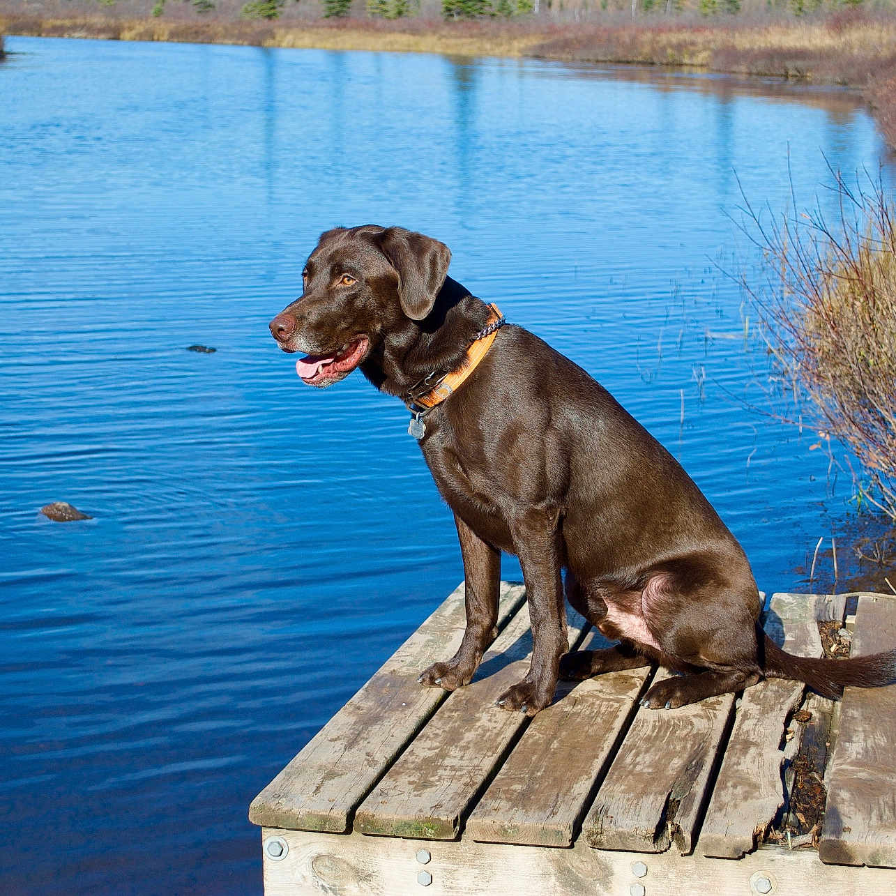 Zeke joined the competition — help win amazing prizes! animal, boardwalk, bridge, canine, dog, hound, labradorretriever, lake, nature, outdoors, pet, pier, plant, plywood, pointer, pond, port, water, waterfront, wood