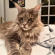 Utah a rejoint le concours — aidez-le/la à gagner de superbes lots ! cat, fluffy, long_hair, gray_cat, pet, animal, portrait, close_up, whiskers, ears, eyes, paws, lying_down, indoor, home, couch, blanket, window, framed_photos, warm_lighting