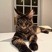 Bouba participe au concours pour gagner de l'argent avec cette photo : cat, long_hair, tabby, furry, fluffy, pet, animal, portrait, close_up, front_view, large_ears, whiskers, amber_eyes, paws, sitting, lying_down, indoor, table, window, cozy