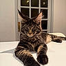 cat, long_hair, tabby, furry, fluffy, pet, animal, portrait, close_up, front_view, large_ears, whiskers, amber_eyes, paws, sitting, lying_down, indoor, table, window, cozy