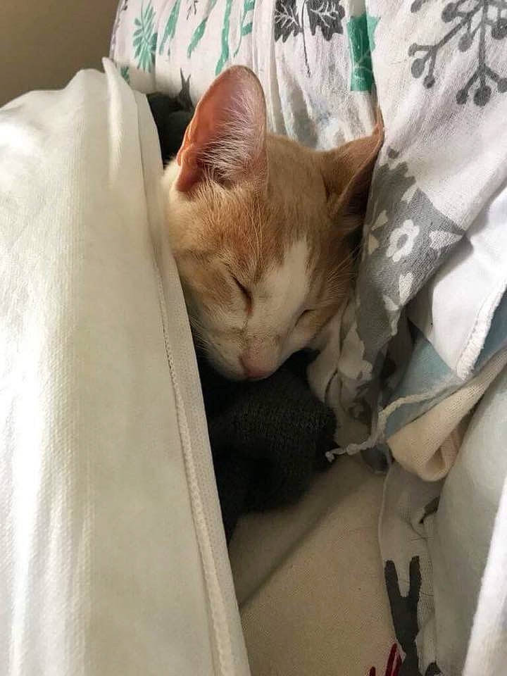 Kasper joined the competition — help win amazing prizes! asian, burmilla, carnivore, cat, comfort, fawn, felidae, kitten, nap, singapura, sleep, small_to_medium_sized_cats, whiskers