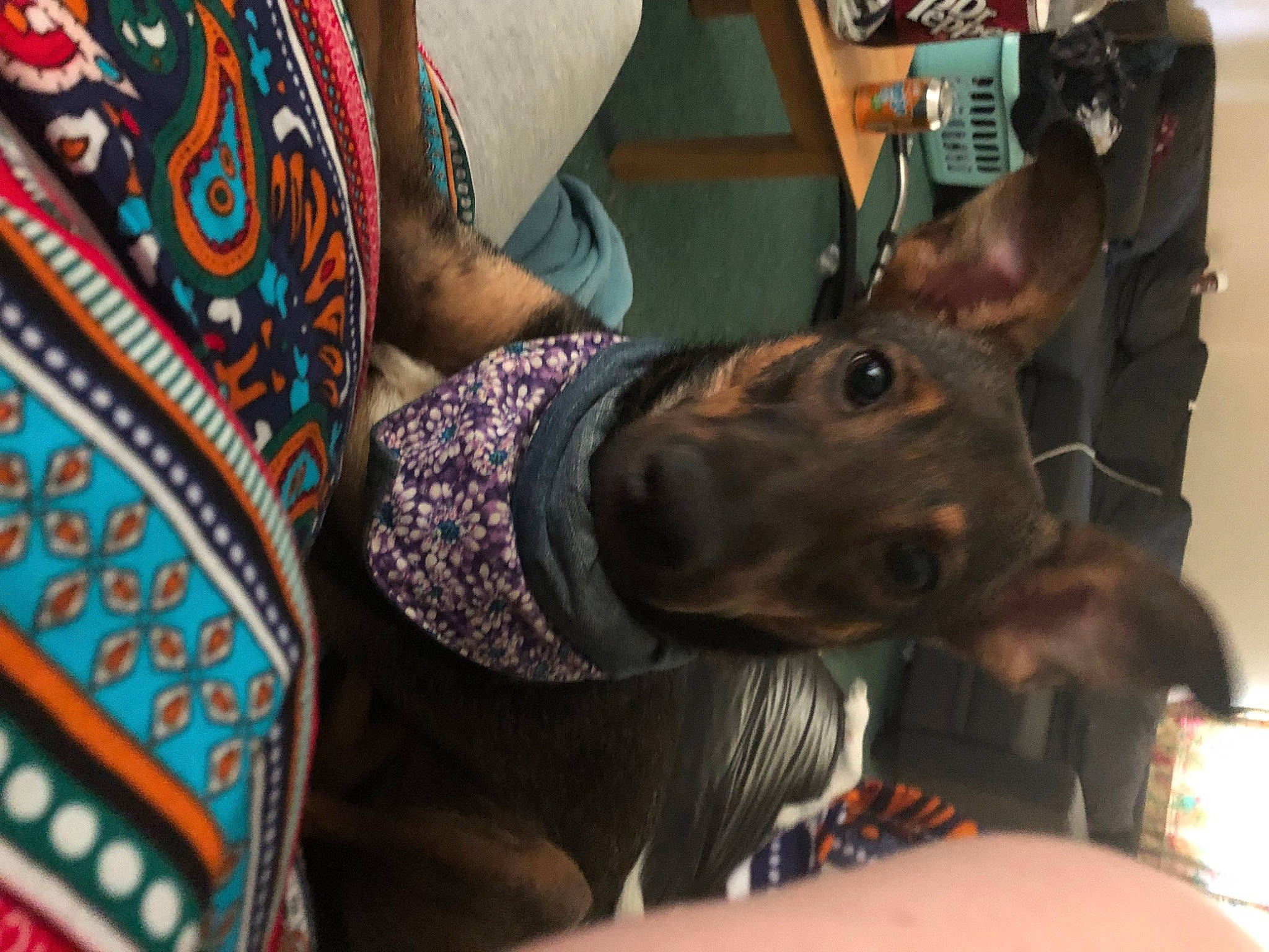 Lady Sansa is registered to the contest to win money with this photo: canidae, carnivore, dog, dog_breed, fawn, guard_dog, non_sporting_group, snout, sporting_group