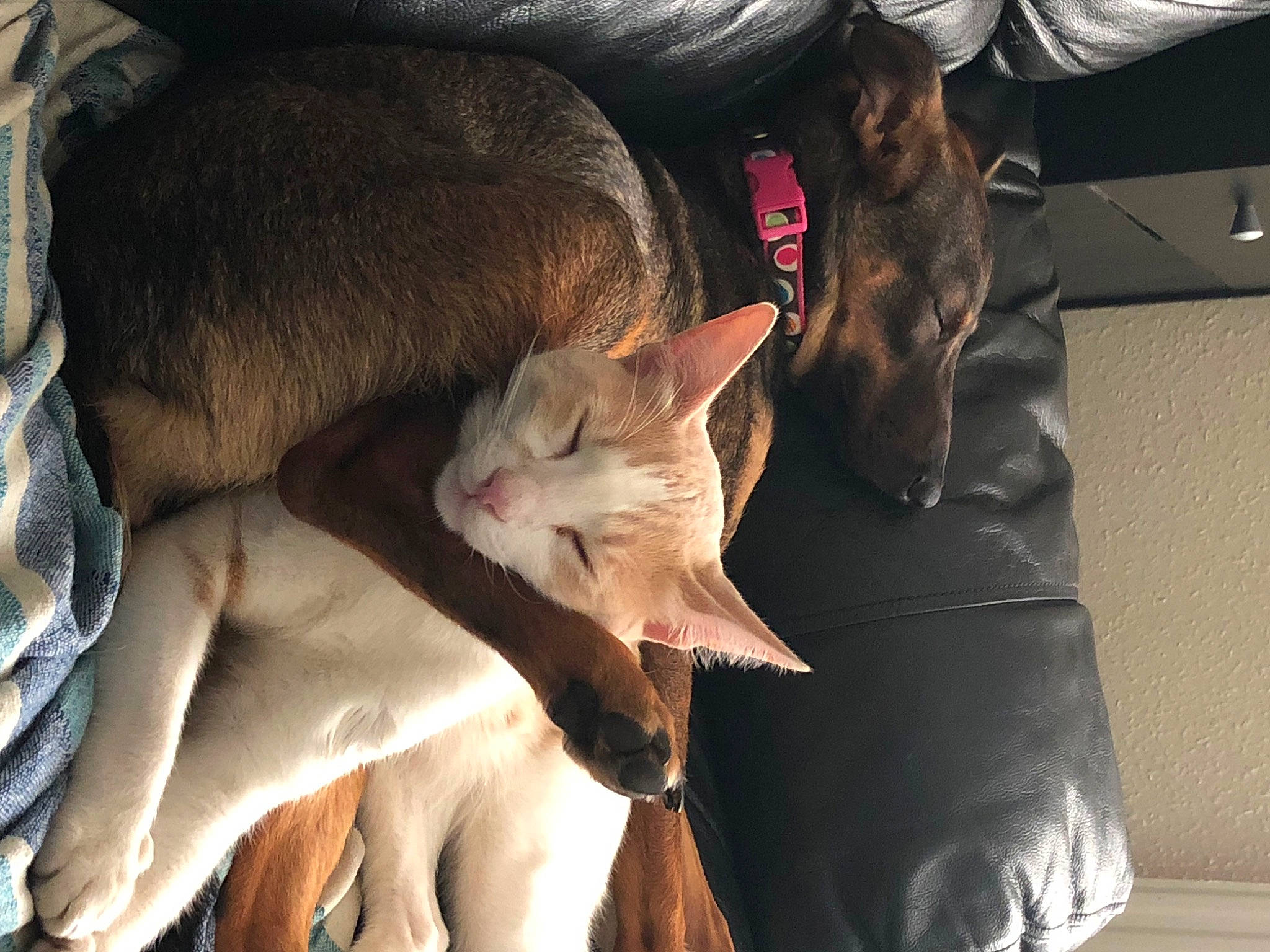 Lady Sansa joined the competition — help win amazing prizes! canidae, carnivore, cat, cornish_rex, fawn, felidae, mammal, oriental_longhair, oriental_shorthair, peterbald, small_to_medium_sized_cats, vertebrate, whiskers