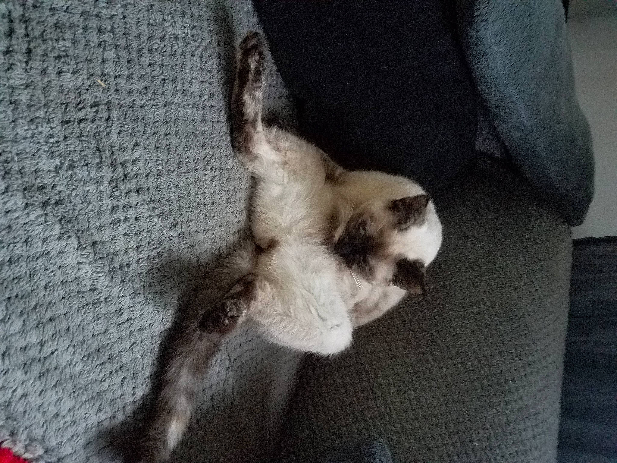 Choupie a rejoint le concours — aidez-le/la à gagner de superbes lots ! balinese, canidae, carnivore, cat, claw, comfort, dog_breed, fawn, felidae, fur, grey, human_leg, paw, siamese, small_to_medium_sized_cats, snout, sporting_group, tail, whiskers, wood