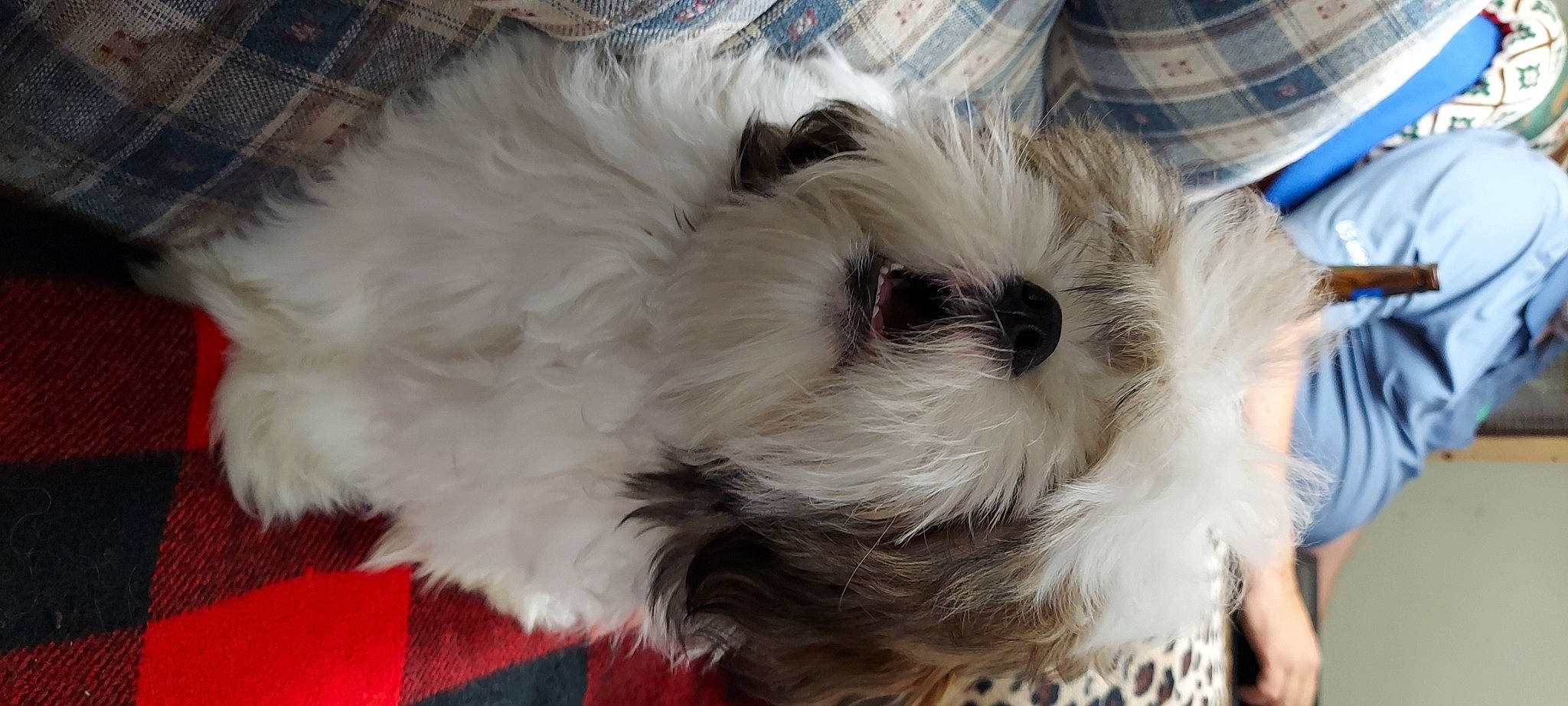 Bear is registered to the contest to win money with this photo: bichon, canidae, carnivore, companion_dog, dog, dog_breed, fur, maltepoo, non_sporting_group, poodle_crossbreed, puppy_love, shih_poo, small_terrier, snout, sporting_group, terrier, toy_dog, whiskers, working_animal, yorkipoo