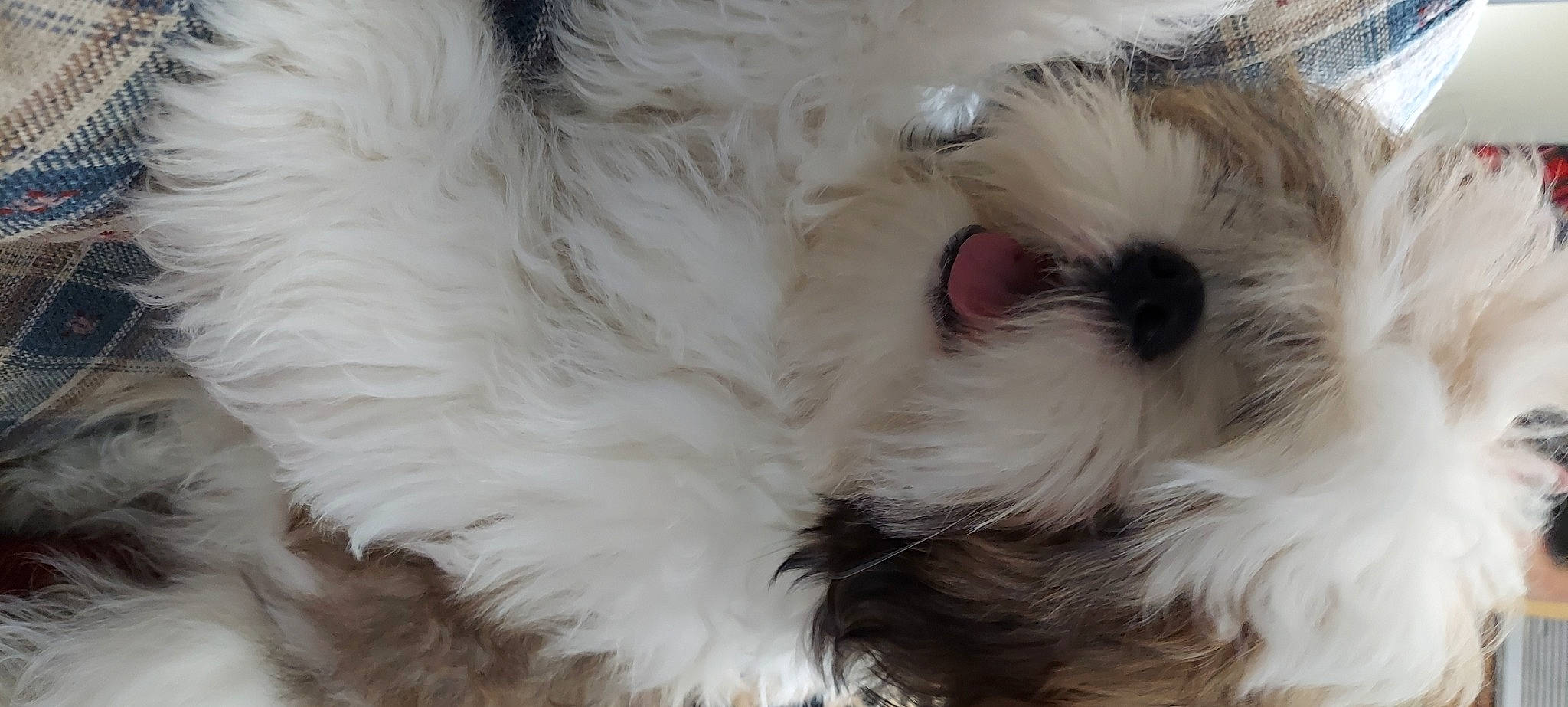 Bear joined the competition — help win amazing prizes! carnivore, companion_dog, dog_breed, fur, paw, small_to_medium_sized_cats, toy_dog, whiskers