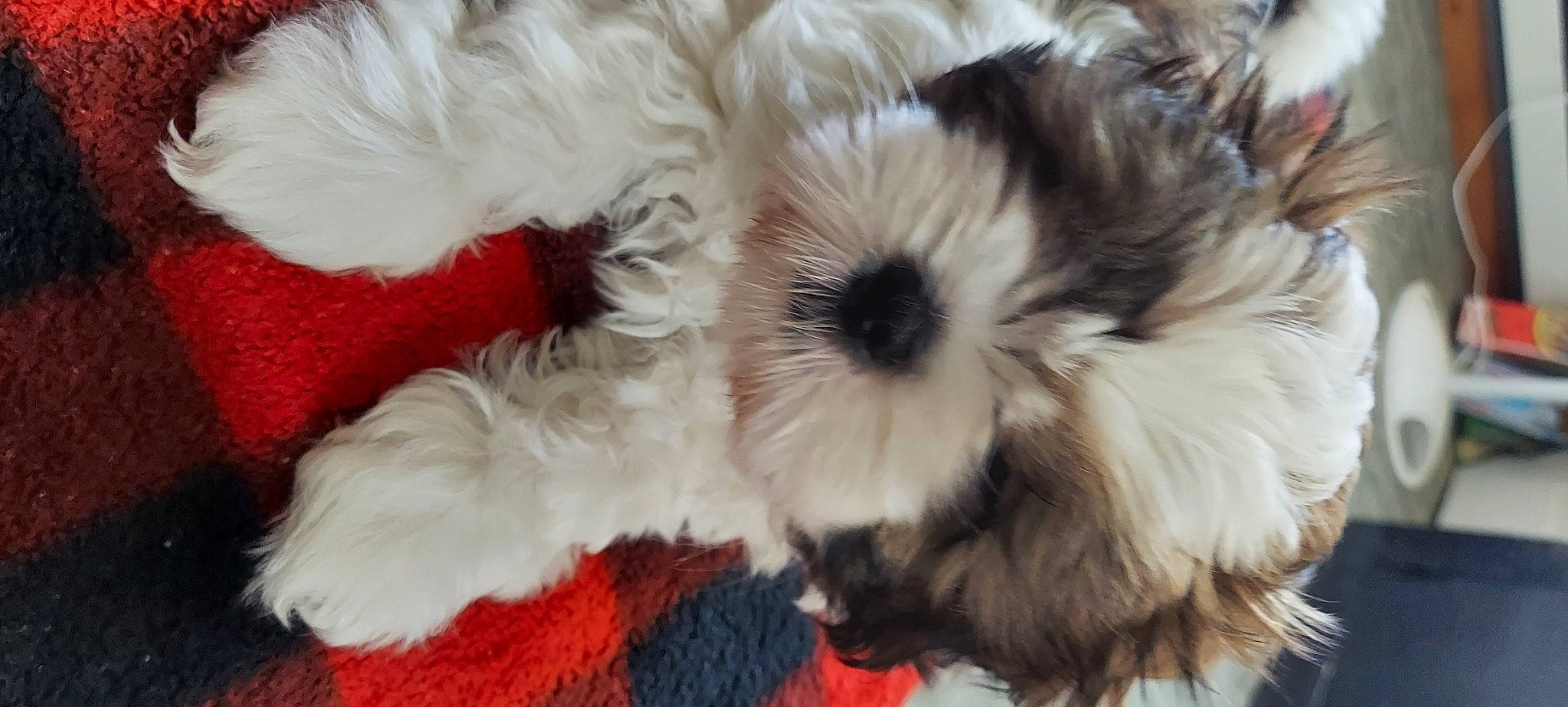 Bear is registered to the contest to win money with this photo: canidae, carnivore, companion_dog, dog, dog_breed, dog_supply, fur, liver, mal_shi, maltepoo, non_sporting_group, shih_poo, shih_tzu, small_terrier, snout, sporting_group, terrier, toy_dog, working_animal, yorkipoo