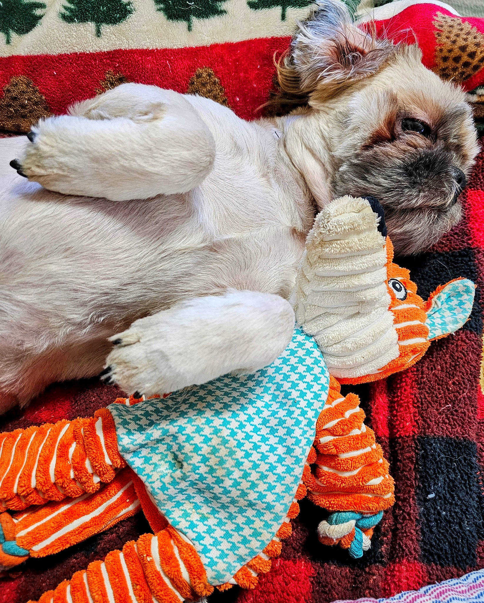 Jack is registered to the contest to win money with this photo: carnivore, companion_dog, dog, dog_breed, dog_clothes, dog_supply, event, fawn, fictional_character, fur, linens, pattern, sitting, textile, thread, toy_dog, wool, woolen, working_animal, wrinkle