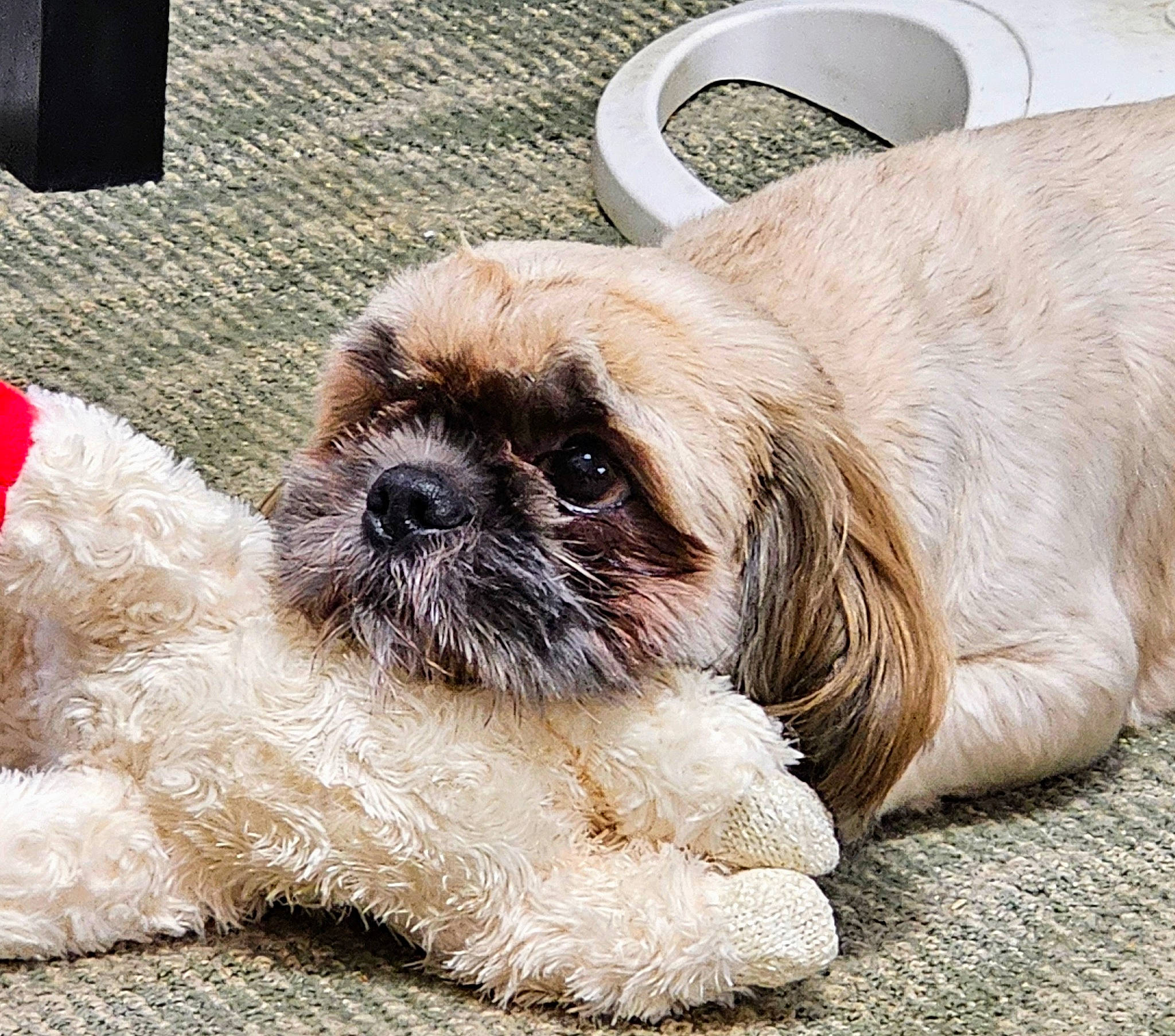 Jack joined the competition — help win amazing prizes! canidae, carnivore, comfort, companion_dog, dog, dog_breed, dog_collar, ear, fawn, fur, grass, liver, shih_tzu, snout, sporting_group, terrestrial_animal, toy_dog, whiskers, working_animal, wrinkle