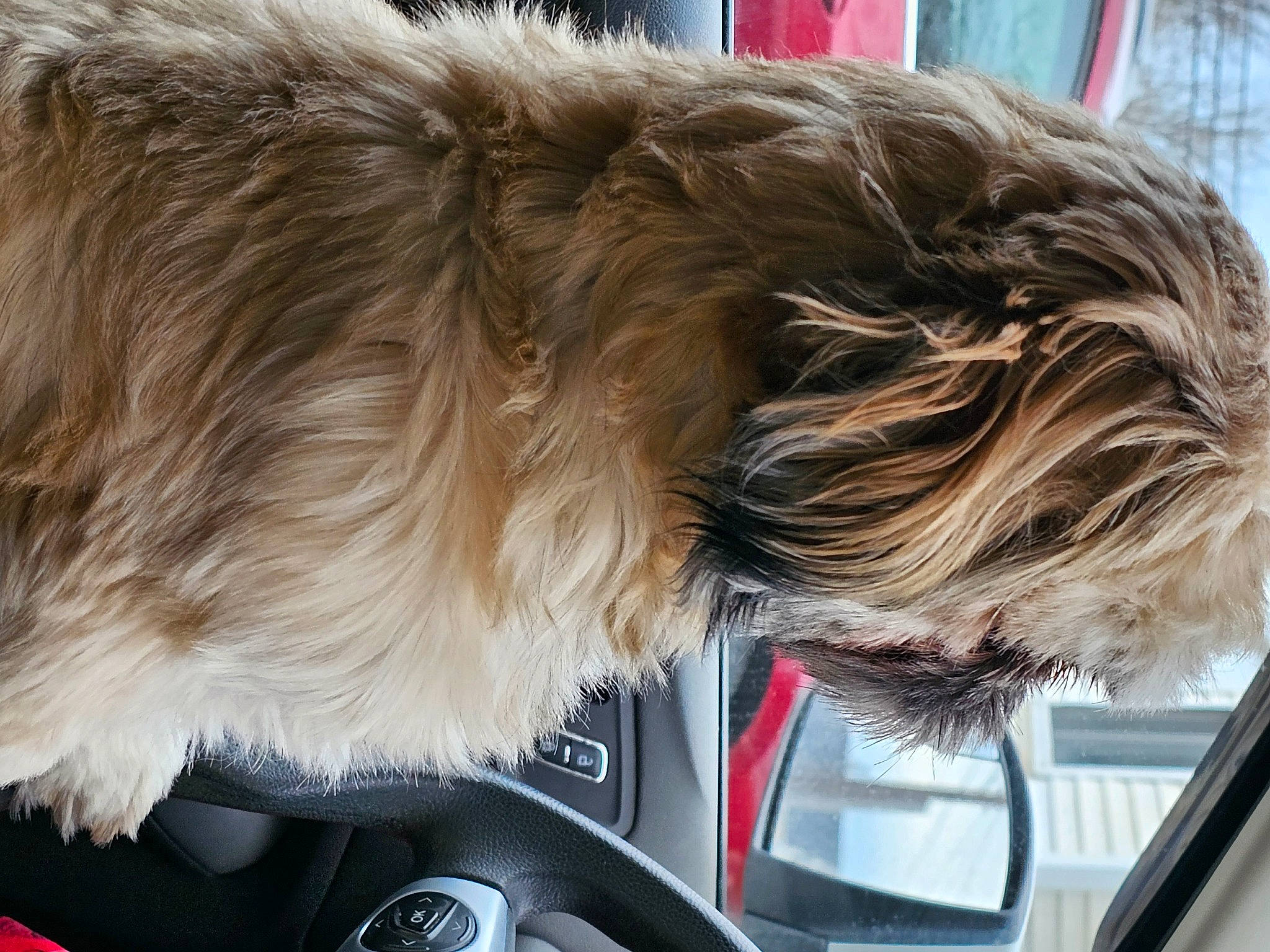 Jack joined the competition — help win amazing prizes! british_longhair, canidae, carnivore, collar, companion_dog, dog, dog_breed, felidae, fur, liver, natural_material, snout, sporting_group, tail, vehicle, whiskers, windshield, working_animal