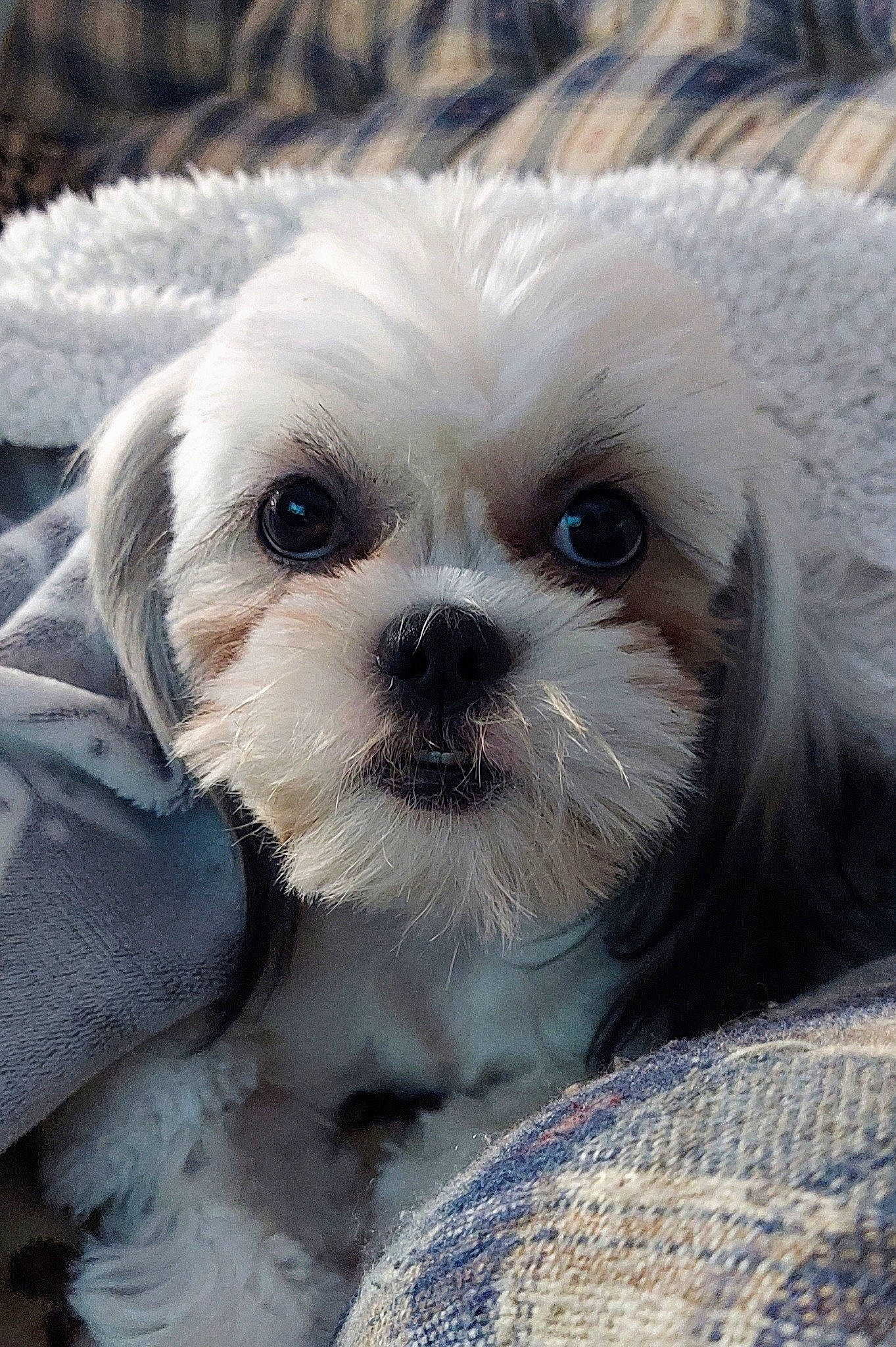 Bailee is registered to the contest to win money with this photo: carnivore, close_up, companion_dog, dog, dog_breed, ear, eye, fawn, head, iris, liver, pet_supply, shih_poo, shih_tzu, snout, sporting_group, terrier, toy_dog, whiskers, working_animal